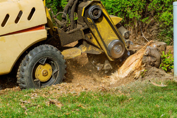 Best Tree Maintenance Programs  in Poplar Grove, IL