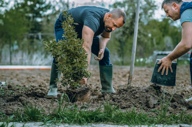 Best Tree and Shrub Care  in Poplar Grove, IL