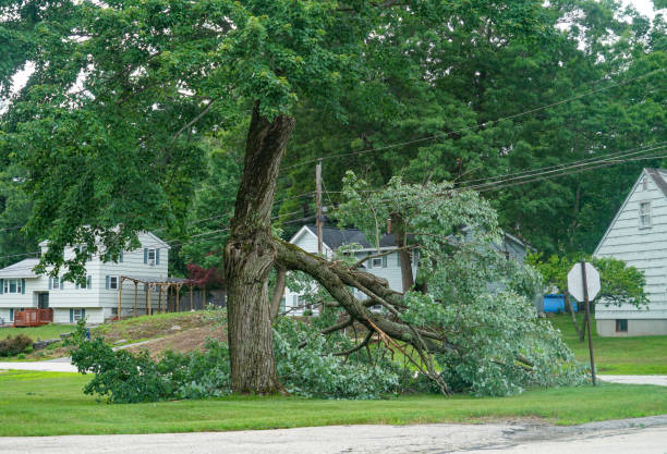 How Our Tree Care Process Works  in  Poplar Grove, IL